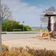 Urlaub mit Hund am Seestrand Buchwalde, Foto: Rico Schwarze - Gl&uuml;cksfoto GbR